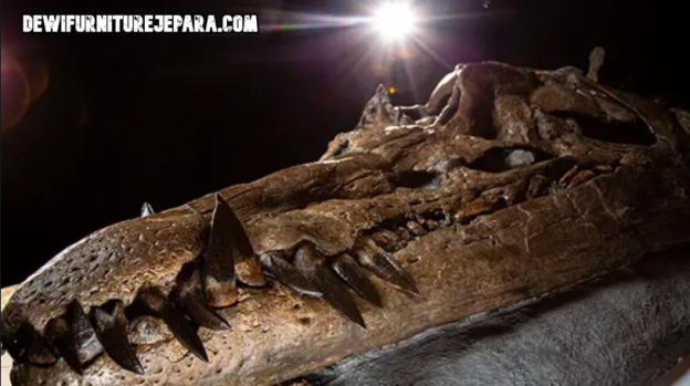 Fosil Tengkorak Ungkap Rahasia Gigitan Mematikan Predator Purba